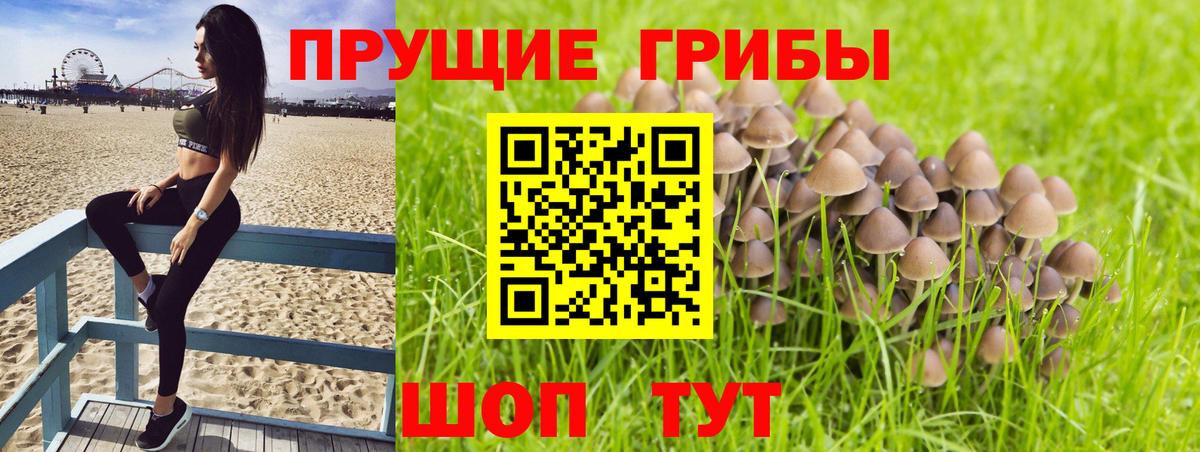 Галлюциногенные грибы Psilocybe Шелехов